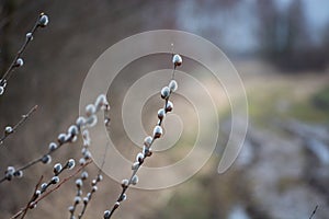 Branches with gray catkins, outdoor view