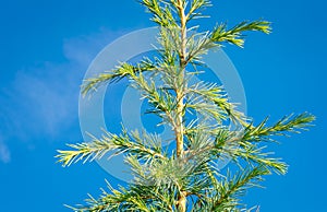 Branches with green-blue needles of a Lebanese cedar