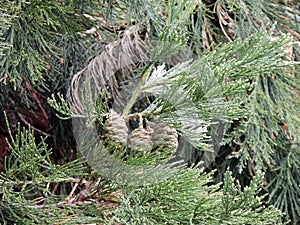 Branches and green cones of Sequoiadendron giganteum photo