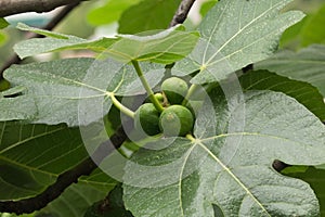 Branches of green Fig Tree
