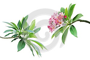 Branches with Green Leaves and Pink Flowers of Frangipani, Plumeria Tree Isolated on White Background with Clipping Path photo