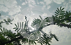 Branches of green leaves plant hiding sunlight coming through clouds in blue sky background, nature photography, low angle shots