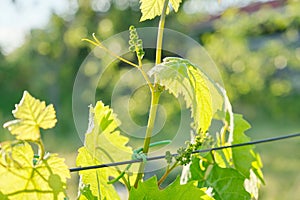 Branches of green leaves of vine, vineyard in spring