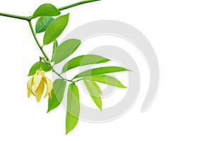 Branches with Green Leaves and Yellow Flower of Ylang-ylang, Perfume Tree, Cananga odorata Isolated on White Background