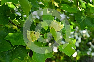 Branches with green leaves and yellow flowers of Liriodendron tulipifera, known as the tulip tree, in the city garden