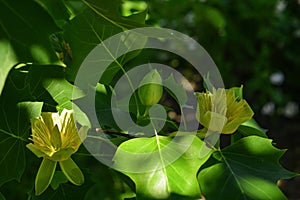 Branches with green leaves and yellow flowers of Liriodendron tulipifera, known as the tulip tree, in the city garden