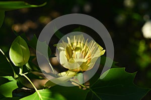 Branches with green leaves and yellow flowers of Liriodendron tulipifera, known as the tulip tree, in the city garden