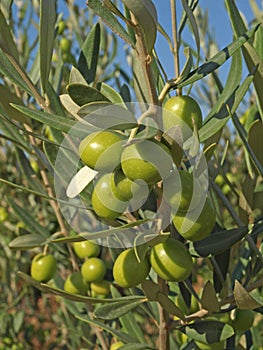 Branches with green olives