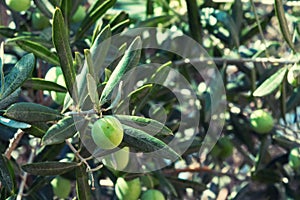 Branches with  green olives. Olive tree orchard