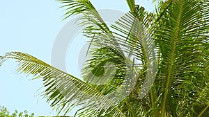 Branches of green palm tree waving on wind at summer beach on blue sky landscape. Green palm trees on clear sky