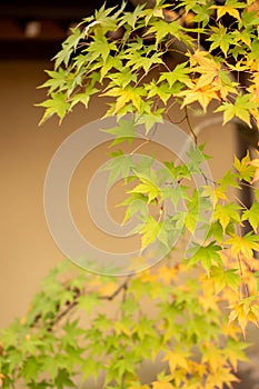 Branches of green and yellow leaves of maple trees in autumn season in a Japanese garden, selective focus on blurry  background