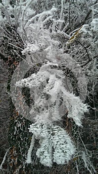 Branches grossly spectacular covered with hoarfrost