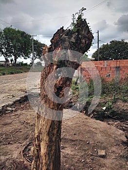 Branches that grow on the trunk photo
