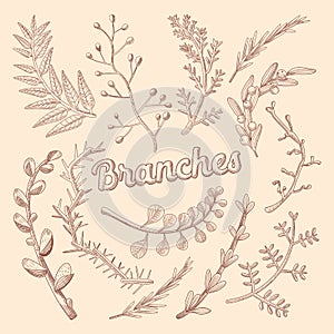 Branches Hand Drawn Floral Doodle. Rustic Plants