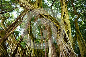 Branches and hanging roots of giant banyan tree on the Big Island of Hawaii