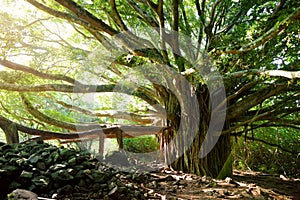 Branches and hanging roots of giant banyan tree growing on famous Pipiwai trail on Maui, Hawaii