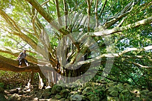 Branches and hanging roots of giant banyan tree growing on famous Pipiwai trail on Maui, Hawaii