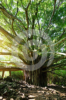 Branches and hanging roots of giant banyan tree growing on famous Pipiwai trail on Maui, Hawaii