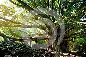 Branches and hanging roots of giant banyan tree growing on famous Pipiwai trail on Maui, Hawaii