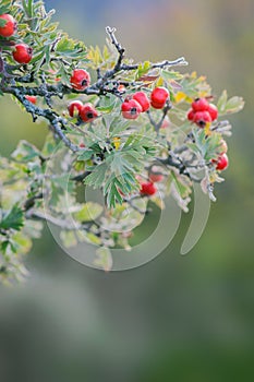 Branches of hawthorn bushes, red hawthorn berries