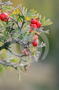 Branches of hawthorn bushes, red hawthorn berries