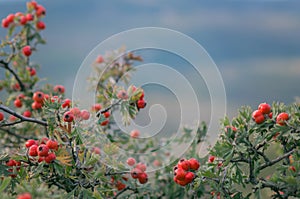 Branches of hawthorn bushes, red hawthorn berries