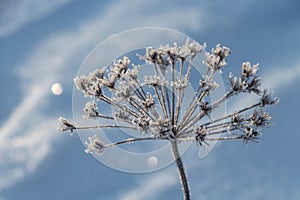 Branches of Heracleum sphondylium with snow are in a park in winter on the blue background