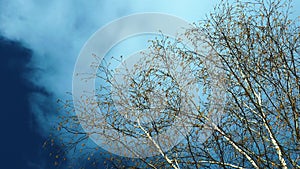 The branches of high birch with a blossoming catkin and young green leaves