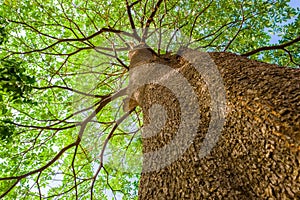 Branches of a high Black Afara tree