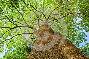 Branches of a high Black Afara tree