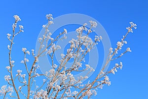 Branches in hoarfrost