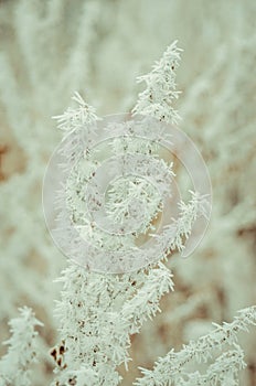 The branches in hoarfrost