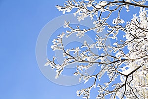 Branches in hoarfrost