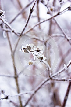 Branches in hoarfrost