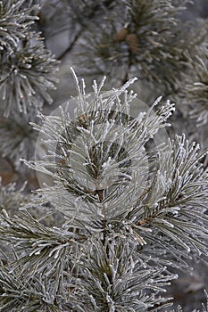 Branches in hoarfrost. Green needles. Small cones