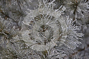 Branches in hoarfrost. Green needles. Small cones