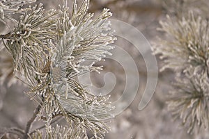 Branches in hoarfrost. Green needles. Small cones. Horizontal