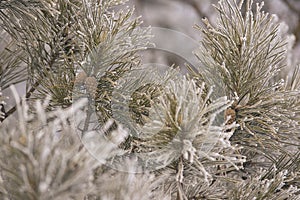 Branches in hoarfrost. Small cones. Green needles. Horizontal