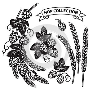 Branches of hops, ears of barley end ribbon banner. Set of elements for brewery design. Hop cones with leaves icons