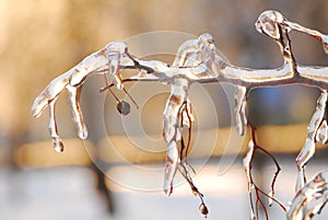 Branches are ice-covered.