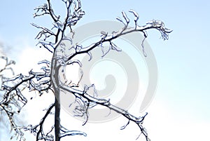 Branches are ice-covered.