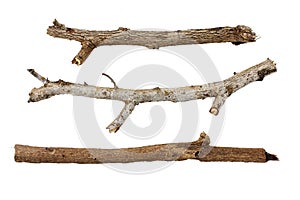 Branches isolated on white background.