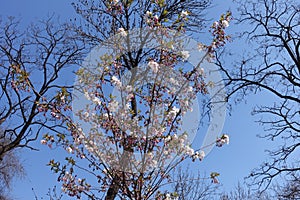 Branches of Japanese cherry against blue sky in the beginning of florescence