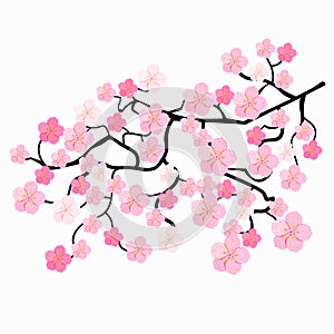 Branches of Japanese cherry blossoms. vector illustration