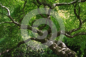 Branches of a Japanese Maple Tree