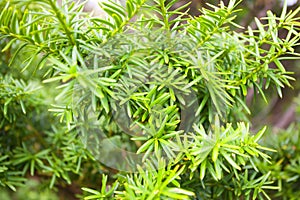 Branches of the Japanese yew