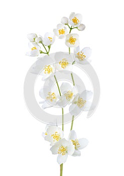 Branches of  Jasmine`s Philadelphus flowers isolated on white background