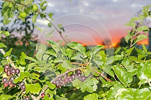 Branches of the jostaberry with berries at sunset