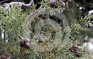 Branches of a juniper. Fon. Beautiful background. Banner