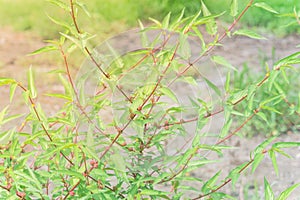 Branches of jute plant with many spindle-shaped fruit cultivated in Houston, Texas